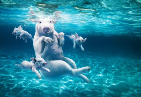 Swimming Pig