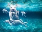 Swimming Pig