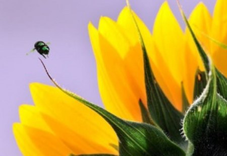 Sunflower with Bug - yellow, flower, petals, bug, daylight, leaves, nature, sunflower, day