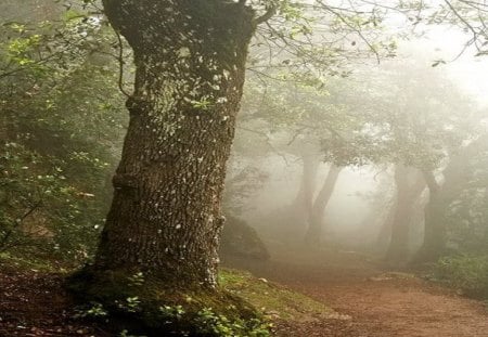 The Fog in the Forest - sky, trees, day, light, path, bushes, limbs, nature, quiet, forest, fog, spooky