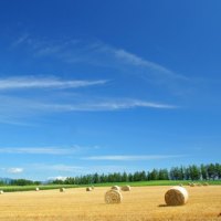 Hay Field in Hokkaido, Japan