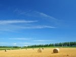 Hay Field in Hokkaido, Japan