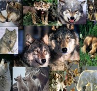 Wolf Wallpaper Collage