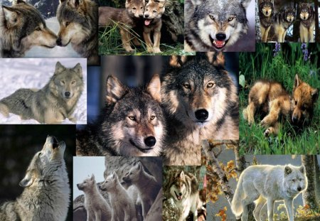 Wolf Wallpaper Collage - abstract, wolf wallpaper collage, collge, wallpaper