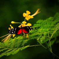 Beautiful Butterfly