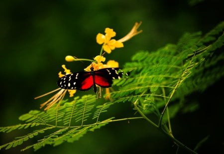 Beautiful Butterfly - insect, plant, butterfly, beautiful