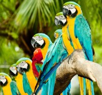 Colorful Parrots