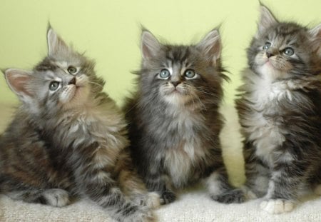 Maine coon kittens - animal, cat, maine coon, kitten