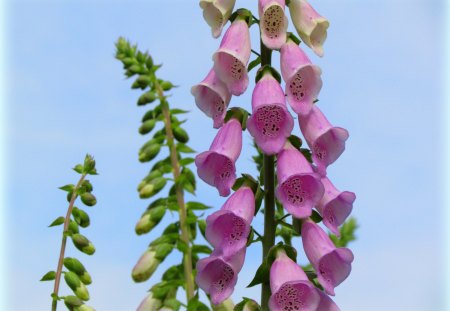 My garden - nice, bluesky, pink, summer