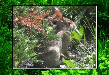 Bunny in Front Yard - bunny rabbit, hare, rabbit, bunny