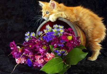 Puuurfect basket for Miss Kate - white, orange, flowers, basket, colors, kitten