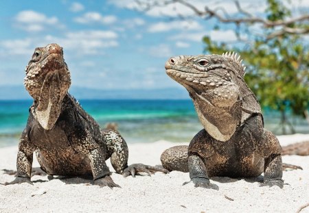 Iguana - beach, sand, sea, iguana