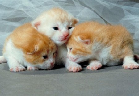 Cute kittens - animal, cute, cat, kitten