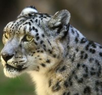 Snow leopard