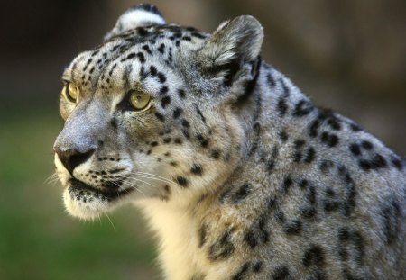 Snow leopard - jungle, leopard, animal, feline