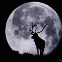 Deer at night