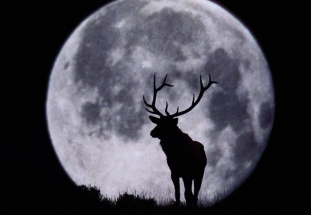 Deer at night - moon, night, animal, deer