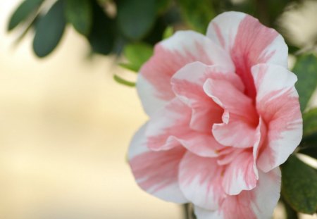 Pretty flower - flower, pink, nature, shadow