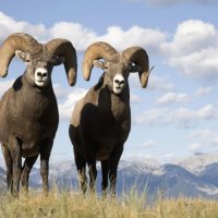 Bighorn Sheep