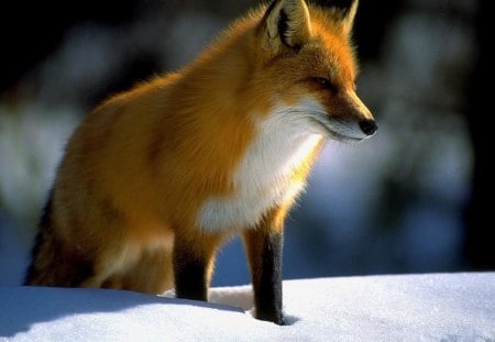 Red Fox