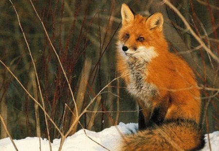 Beautiful Red Fox - fox, cleverness, red, beautiful