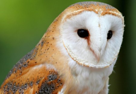 Owl - owl, eyes, face, beak