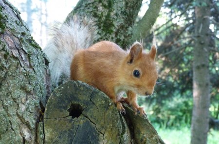 Squirrel - eyes, bush, squirrel, log