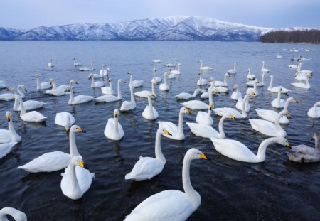 Swan - lake, swans, water, many