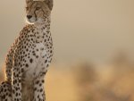 Cheetah