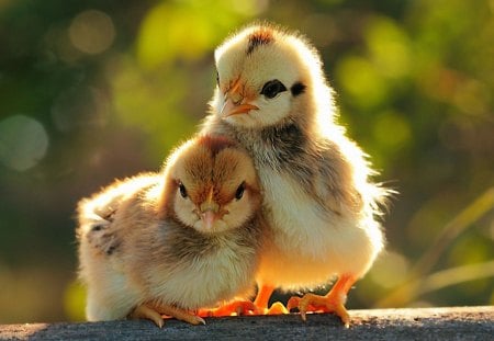 Chicks