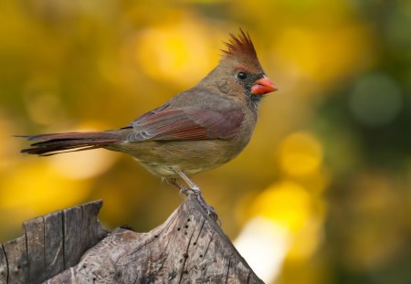 Cardinal - cardinal, animal, nature, bird