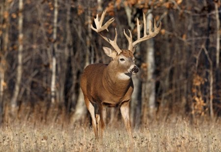 Stag - stag, bush, antlers, deer