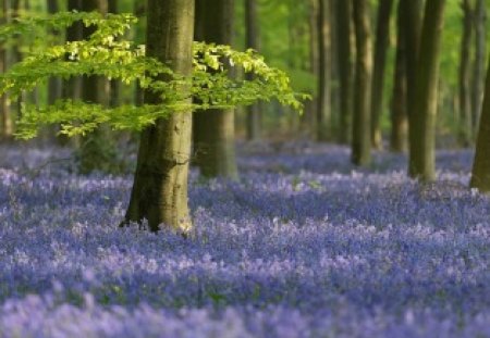 Color me blue - trees, forest, blue, blue bells, green