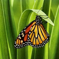 Monarch Butterfly 1