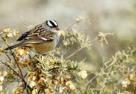 White-crowned Sparrow 1 - bird, sparrow, animal, avian, photography, photo, wildlife, wide screen