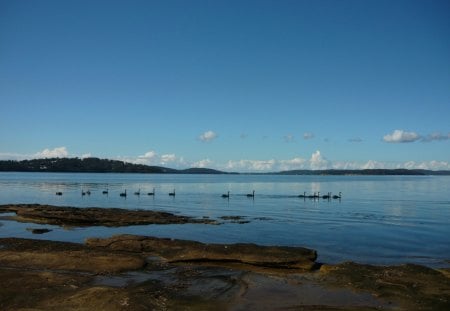 Swans on the March - lake, birds, animals, foreshore