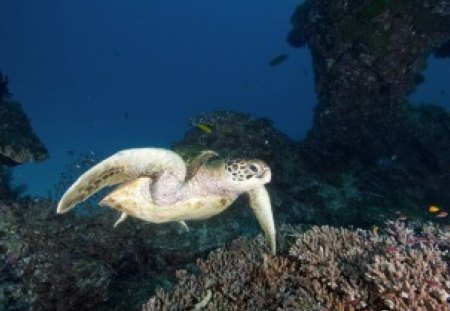 Tranquil Turtle - animal, water, ocean, turtle