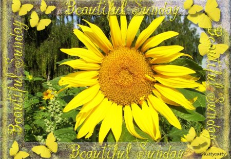 ♥ Sunday Sunflower ♥ - sunflower, yellow, garden, beautiful sunday, sunday, flower