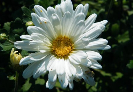 DAISY IN WHITE - daisies, flowers, purity, gardens, plants