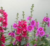 A HOST OF HAPPY HOLLYHOCKS