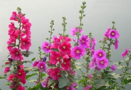 A HOST OF HAPPY HOLLYHOCKS - flowers, purples, blooms, gardens, pinks, plants