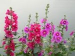 A HOST OF HAPPY HOLLYHOCKS