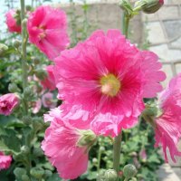 HOLLYHOCKS