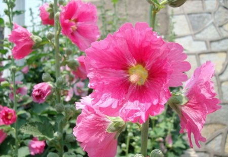 HOLLYHOCKS - blossoms, summer, gardens, flowers, plants