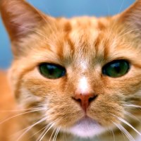 Ginger Cat