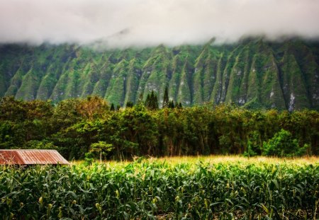 Fresh morning Rain - rain forest, mountain, trees, rain, natural beauty, hawaii, oahu, nature, go green, forest, cloud, woods, america, green forest, garden, cliffs