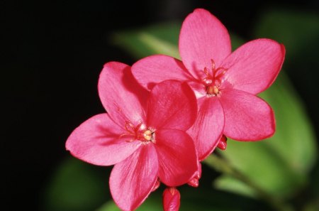 Red flowers - plant, nature, petal, flower