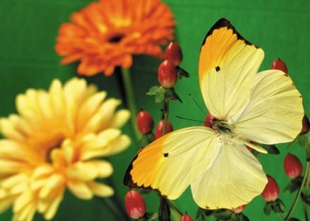 Butterfly on flowers - nature, petal, butterfly, yellow, plant, animal, flower