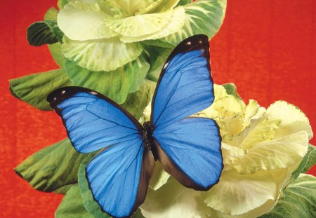 Blue butterfly on flowers - flower, animal, butterfly, plant, yellow, nature, petal