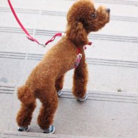 Cute red poodle